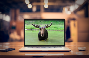 Laptop_Moose